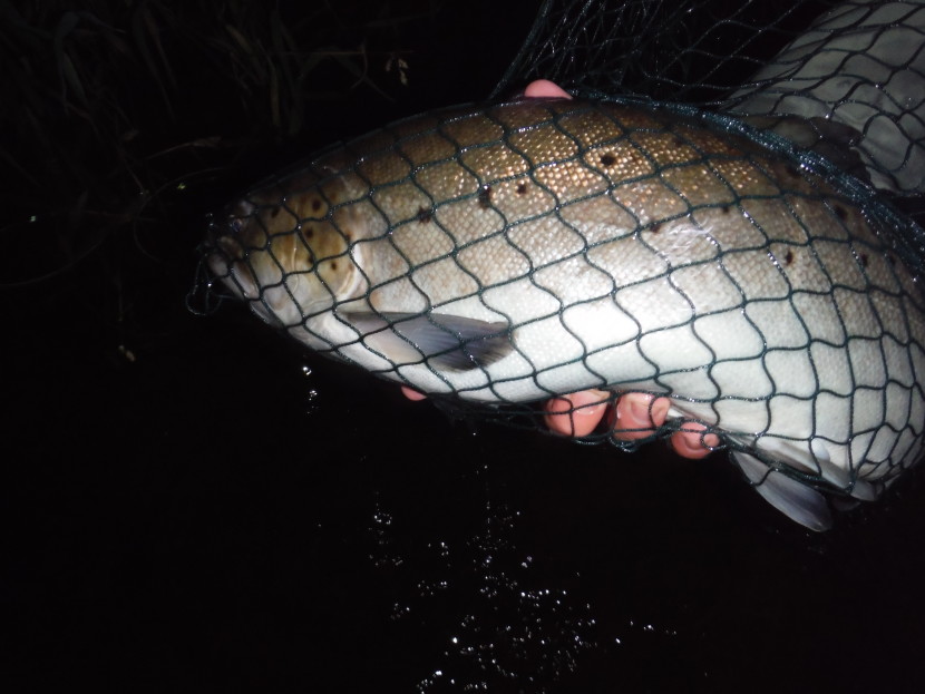 Towy 6 pounder